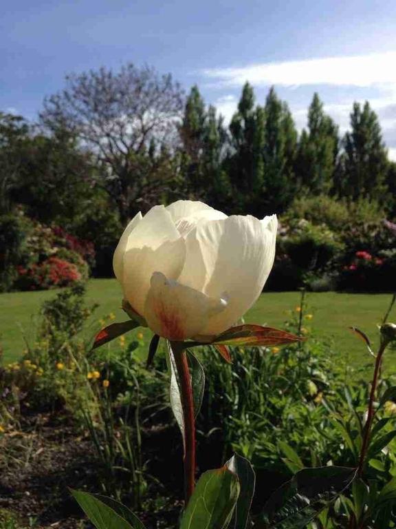 Rhododendron Garden 호텔 크라이스트처치 객실 사진