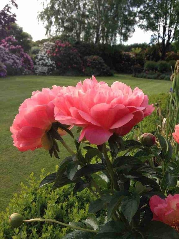 Rhododendron Garden 호텔 크라이스트처치 외부 사진