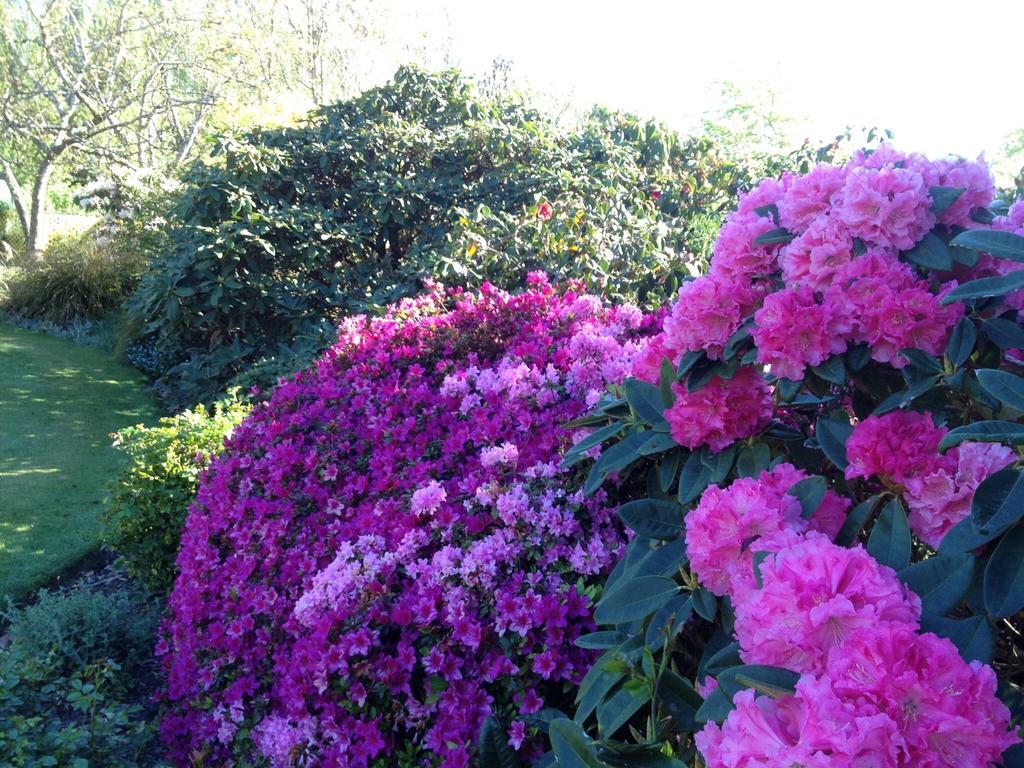 Rhododendron Garden 호텔 크라이스트처치 객실 사진